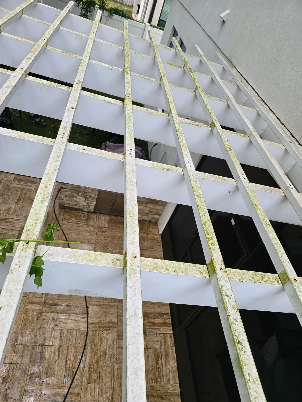 Before — a white aluminum pergola overrun with green algae and mildew across every beam